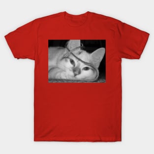 Kitty T-Shirt